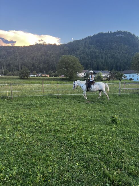 Beistellpferd, Lippitz jürgen, Horses For Sale, Klagenfurt am Wörthersee, Image 2