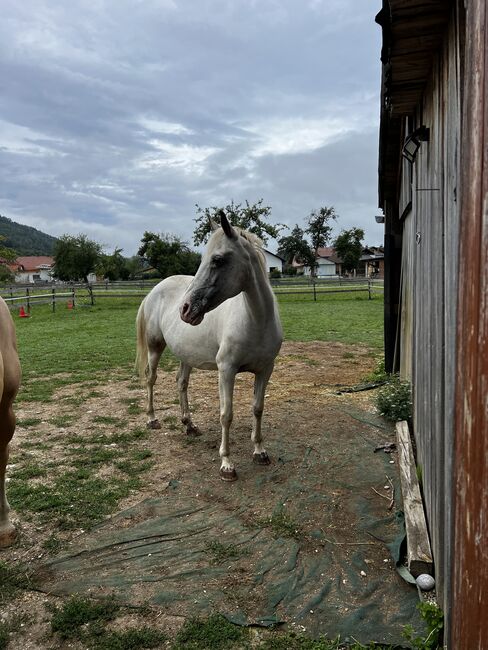 Beistellpferd, Lippitz jürgen, Horses For Sale, Klagenfurt am Wörthersee, Image 3