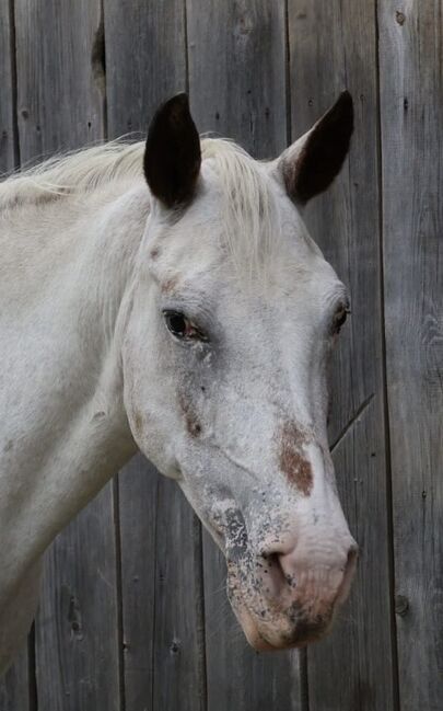 Beistellpferd, Lippitz jürgen, Horses For Sale, Klagenfurt am Wörthersee, Image 6