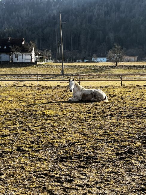 Beistellpferd, Lippitz jürgen, Horses For Sale, Klagenfurt am Wörthersee, Image 3