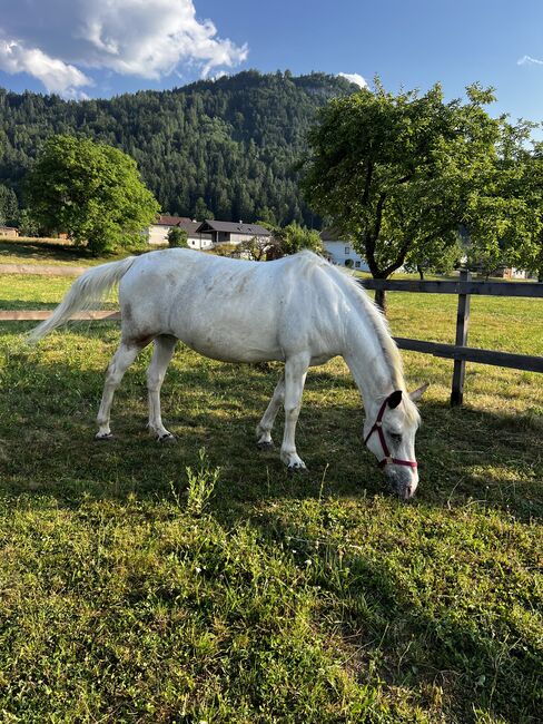Beistellpferd, Lippitz jürgen, Horses For Sale, Klagenfurt am Wörthersee, Image 2