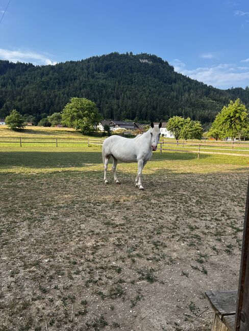 Beistellpferd, Lippitz jürgen, Horses For Sale, Klagenfurt am Wörthersee, Image 7