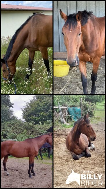 Beisteller / Freizeitpferd / Beistellpferd, Anne, Horses For Sale, Hamburg, Image 5