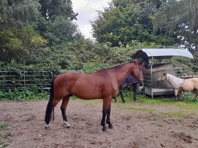 Beisteller / Freizeitpferd / Beistellpferd, Anne, Horses For Sale, Hamburg, Image 2