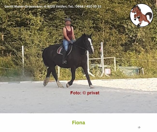 Beistellpferd / Noriker, Andrea, Horses For Sale, Velden am Wörthersee, Image 2