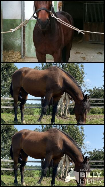 Beistellpferd - Platz vor Preis abzugeben!, Melanie, Horses For Sale, Müllerberg, Image 4