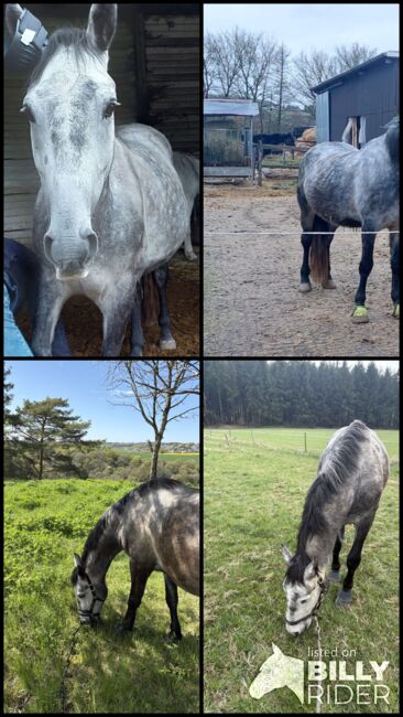 Beistellpferd mit Gelände-Option sucht Herzensmensch, Tanja Maßmann, Horses For Sale, Roes, Image 6