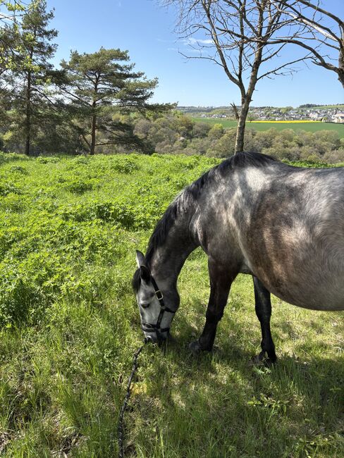 Beistellpferd mit Gelände-Option sucht Herzensmensch, Tanja Maßmann, Horses For Sale, Roes, Image 2