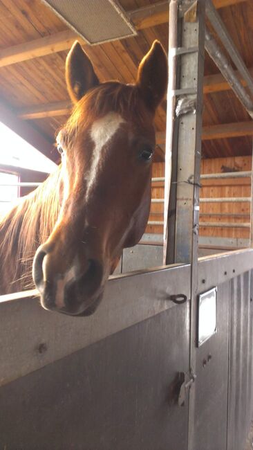 Beisteller / Freizeitpferd Araber Wallach, Scharnagl Michelle, Horses For Sale, Grafenwöhr, Image 2