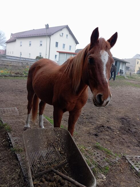 Beisteller / Freizeitpferd Araber Wallach, Scharnagl Michelle, Horses For Sale, Grafenwöhr, Image 4