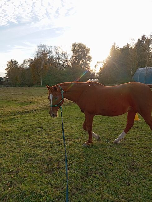 Beisteller / Freizeitpferd Araber Wallach, Scharnagl Michelle, Horses For Sale, Grafenwöhr, Image 11