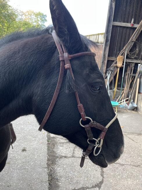 Sidepull gebisslose Trense Zaumzeug, Anni, Bitless Bridles, Breckerfeld, Image 4