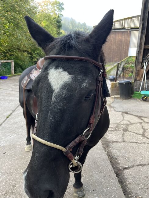 Sidepull gebisslose Trense Zaumzeug, Anni, Bitless Bridles, Breckerfeld, Image 3