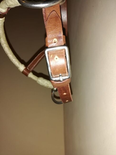 Sidepull Pony, HKM Texas, Sarah Findeisen , Bitless Bridles, Chemnitz, Image 2