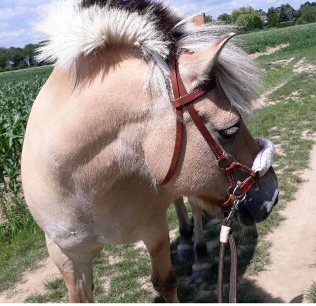 Sidepull + Zügel ( NEUWERTIG ), L-Pro, Romana Erdmann, Bitless Bridles, Ratingen, Image 5