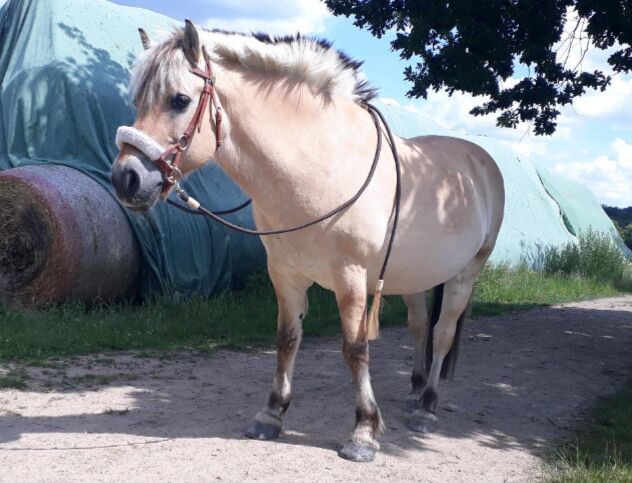 Sidepull + Zügel ( NEUWERTIG ), L-Pro, Romana Erdmann, Bitless Bridles, Ratingen, Image 11