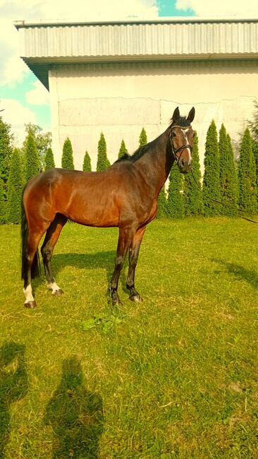 Beistell/Freizeitpferd, Miloš Rajna , Horses For Sale, Prešov, Image 2