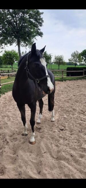 Beistell/Freizeit Pferde zu verkaufen, Martina, Horses For Sale, Rheinberg