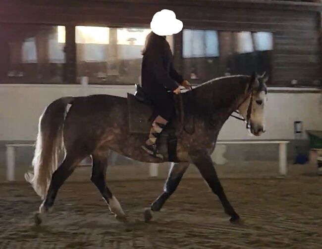 Beistellpferd oder zur Zucht / Venus, Brigitte, Horses For Sale, Gross Enzersdorf, Image 2