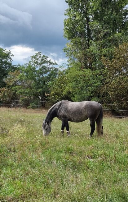 Beistellpferd oder zur Zucht / Venus, Brigitte, Horses For Sale, Gross Enzersdorf, Image 4