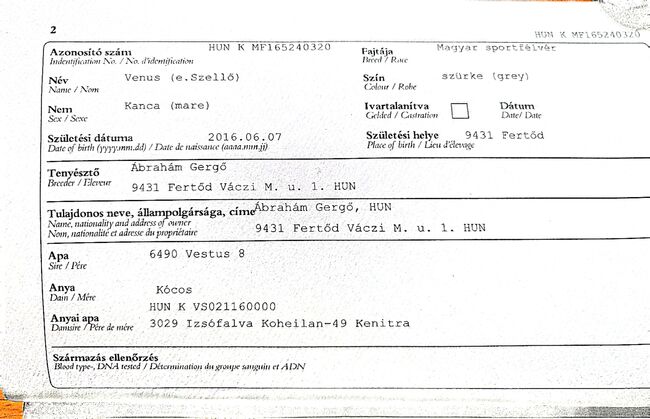 Beistellpferd oder zur Zucht / Venus, Brigitte, Horses For Sale, Gross Enzersdorf, Image 5