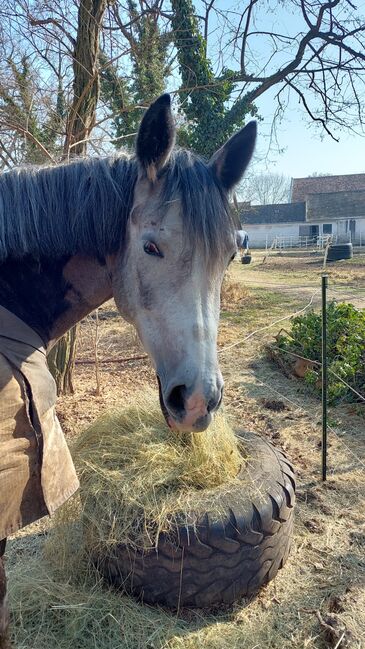 Beistellpferd oder zur Zucht / Venus, Brigitte, Horses For Sale, Gross Enzersdorf, Image 7