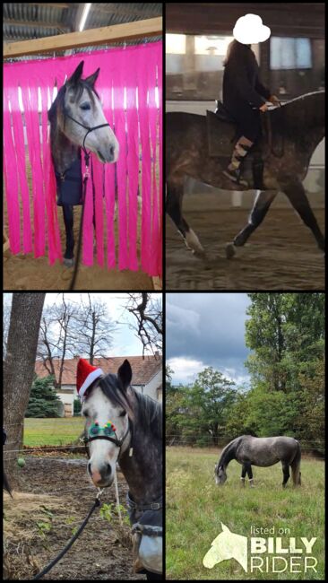 Beistellpferd oder zur Zucht / Venus, Brigitte, Horses For Sale, Gross Enzersdorf, Image 8