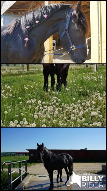 Beistellpferd, Koppatz Doris, Horses For Sale, Flinsbach, Image 4