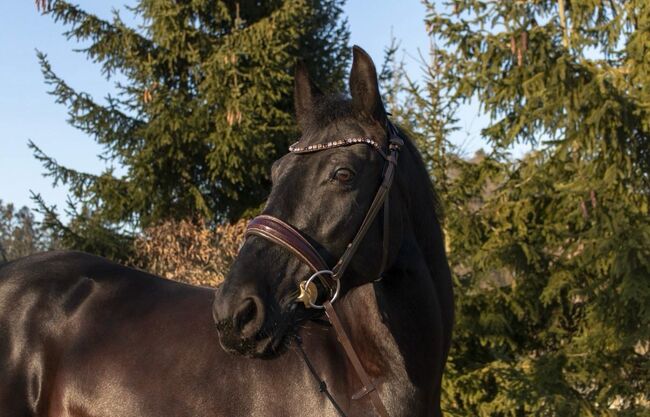 Beistellpferd, Corinna, Horses For Sale, St. Gotthard im Mühlkreis, Image 3