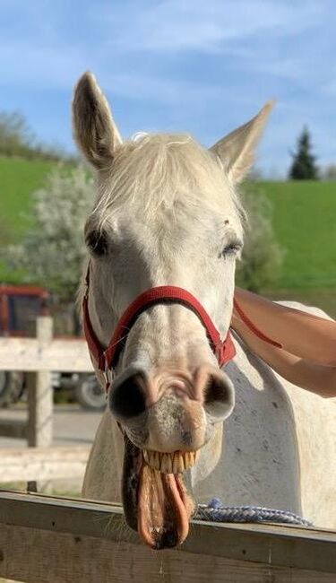 Beistellpferd, Carina Ponweiser, Horses For Sale, St. Thomas am Blasenstein, Image 2