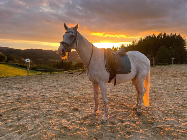 Beistellpferd, Carina Ponweiser, Horses For Sale, St. Thomas am Blasenstein, Image 3