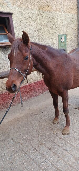 Beistellpferd, Claudia Liebminger, Horses For Sale, STATTEGG 