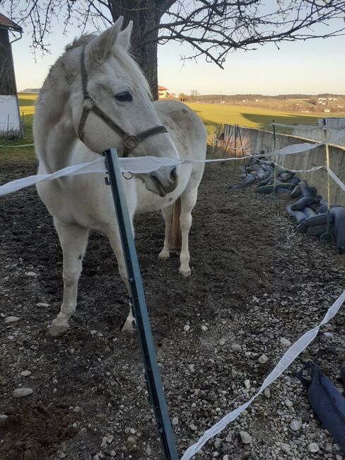 Beistellpferd, Claudia M, Horses For Sale, Unterbrunning