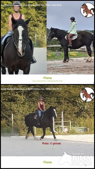 Beistellpferd / Noriker, Andrea, Horses For Sale, Velden am Wörthersee, Image 3