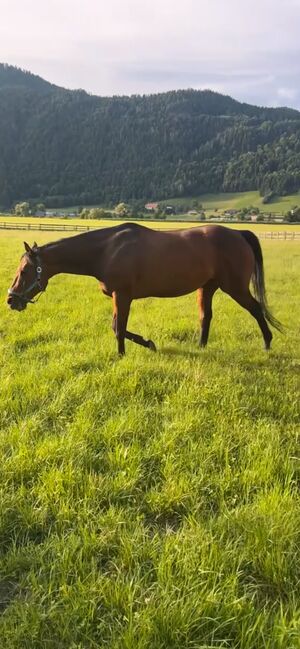 Beistellpferd abzugeben, Johanna Huber, Horses For Sale, Ossiach