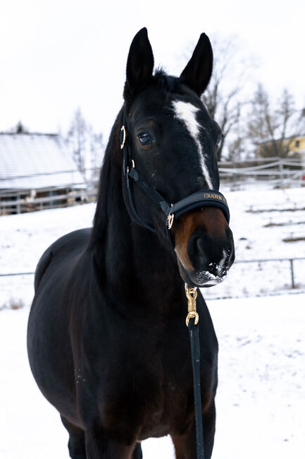 Beistellpferd, bedingt reitbar – sucht liebevolles Zuhause, Anna Koppensteiner, Horses For Sale, Zwettl , Image 2