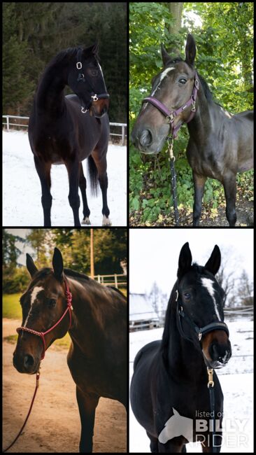Beistellpferd, bedingt reitbar – sucht liebevolles Zuhause, Anna Koppensteiner, Horses For Sale, Zwettl , Image 6