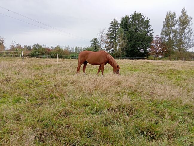 Beisteller / Freizeitpferd Araber Wallach, Scharnagl Michelle, Horses For Sale, Grafenwöhr, Image 8