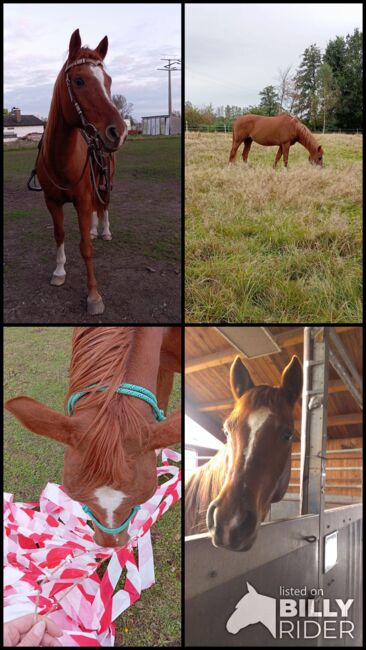 Beisteller / Freizeitpferd Araber Wallach, Scharnagl Michelle, Horses For Sale, Grafenwöhr, Image 15