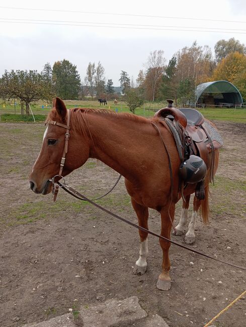 Beisteller / Freizeitpferd Araber Wallach, Scharnagl Michelle, Horses For Sale, Grafenwöhr, Image 13