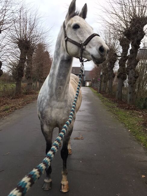 Beisteller, Wallach, 170 cm an Bestplatz abzugeben, Gaby Lais, Horses For Sale, Malsburg-Marzell