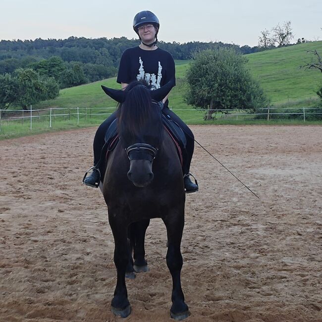 Bedingt reitbarer Beisteller, Franzisca Götz, Horses For Sale, Bad König, Image 2