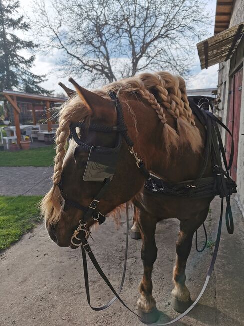 Sieltec Plus Einspänner mit viel Zubehör, Sieltec Plus, Francis, Horse Harness, Brandenburg, Image 2