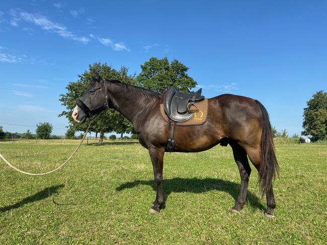 Signum Mercedes Sattel, Signum Sattel Mercedes, Anja Woog, Dressage Saddle, Oppenheim, Image 7