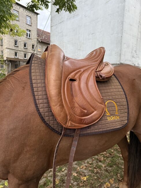 Signum Omega Mercedes mit Lotus Sattelblätter, Signum Mercedes, Danni, Endurance Saddle, Bieberehren, Image 7