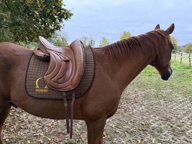 Signum Omega Mercedes mit Lotus Sattelblätter, Signum Mercedes, Danni, Endurance Saddle, Bieberehren, Image 5