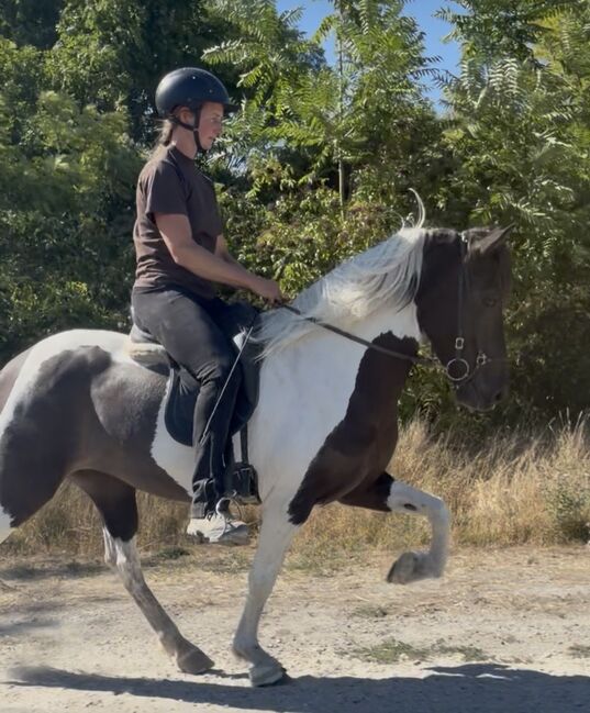 Sigurros frá Klettabrún - Schicke Rappscheckstute, Petra, Horses For Sale, Lassee