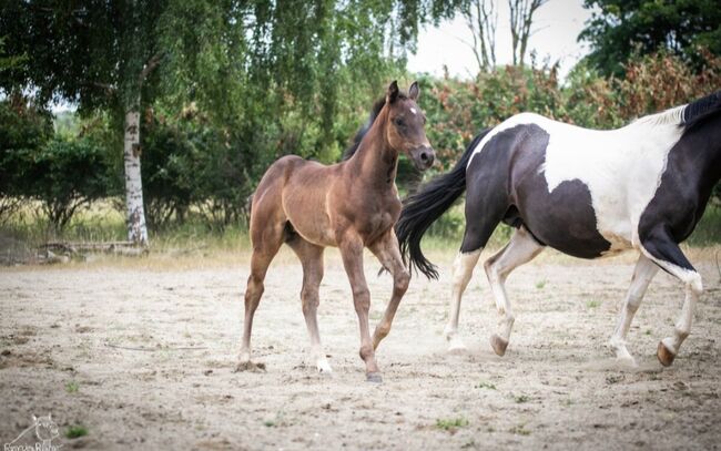 Charakterstarke Quarter Paint Horse Stute 05/2025 APHA black, Rainer, Konie na sprzedaż, Wernigerode, Image 8
