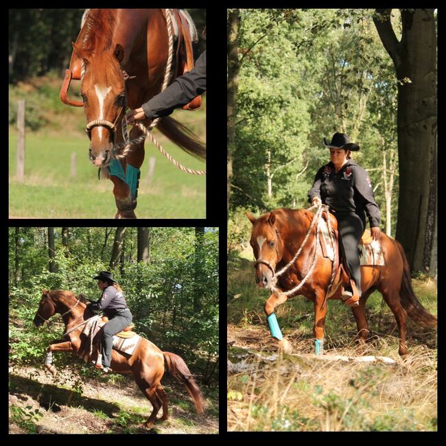 Kräftiger, rüstiger Quarter Horse Hengst, Kerstin Rehbehn (Pferdemarketing Ost), Konie na sprzedaż, Nienburg, Image 5