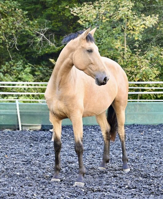 Silueta MAZ - PRE Pura Raza Espanola, Stute, 4.5 Jahre, Buckskin (Falbe), WOW Pferd  (WOW Pferd), Horses For Sale, Bayern - Attenkirchen, Image 5
